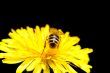 bee