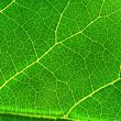 green leaf