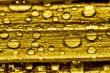 water gold