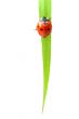 red ladybug