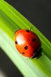 ladybug on grass