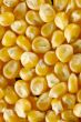 corn seeds