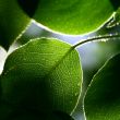 green foliage