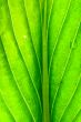 green leaf