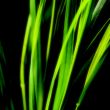 abstract green background