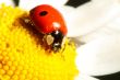 ladybug on camomile