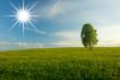 Lonely birch in a field. Landscape.