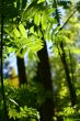 incredible green leaf foliage