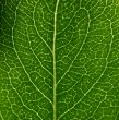 green leaf