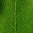 green leaf