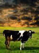 cow sunset