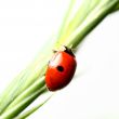 ladybug on grass