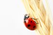 ladybug on wheat