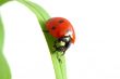 red ladybug