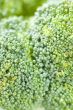 Broccoli closeup