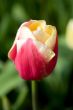 Perfect tulip