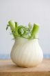 Fennel