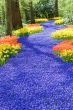 Field of Spring flowers