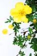 summer yellow flower on white