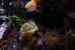 Coral Reef Ocean Life