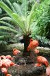 wild bird