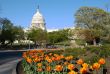 US Capitol and tulips