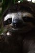 Sloth