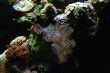 Coral Reef Ocean Life