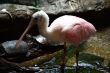 wild bird