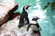 Sea Life
