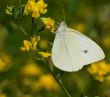 Butterfly Pieris napi on a yellow flower