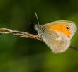 Butterfly Coenonympha pamphilus on a dry blade
