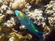 Rusty parrot fish