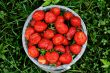 Fresh and juicy, a rain watered, the strawberry in an extra pack