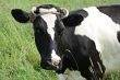 On a green meadow, with a juicy high grass, the thoughtful cow w