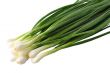 The fresh green onions broken from a bed, dew drop still shine o