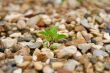 Plant on stones