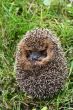 Protection of a hedgehog