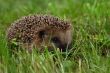 The hedgehog has hidden in a grass