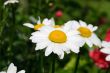 Garden camomile