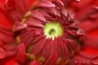 Dahlia