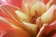 Dahlia