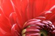Dahlia