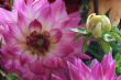 Dahlia