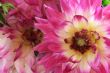 Dahlia