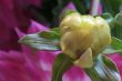 Dahlia
