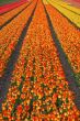 Dutch tulip fields