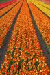 Dutch tulip fields