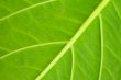 Leaf of a plant