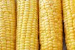 Ears of fresh corn